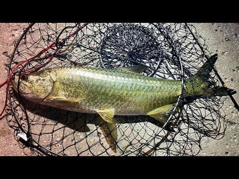 Skyway Fishing Pier State Park - Tarpon