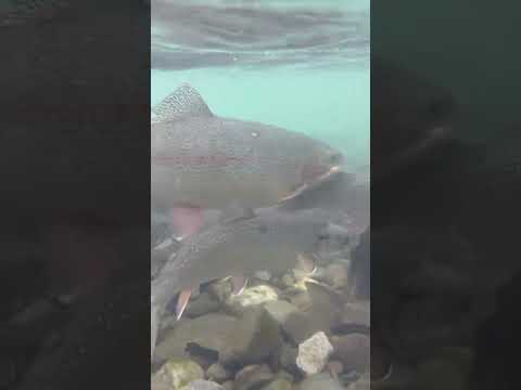 Russian river Alaska rainbow trout and Dolly Varden #alaska #fishing #cohofishing #river #sockeye