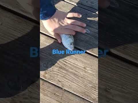 Blue Runner Caught At Daytona Beach Fishing Pier!!!!