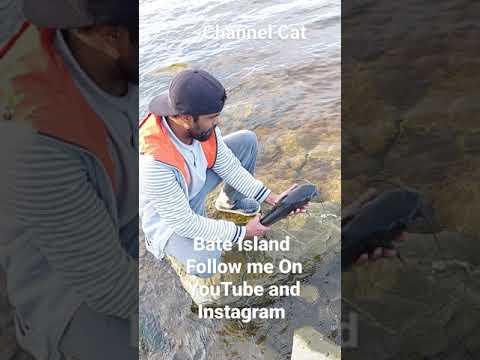 Fishing at Bate Island, Ottawa