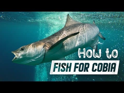 Tips For beginners trying to catch Cobia