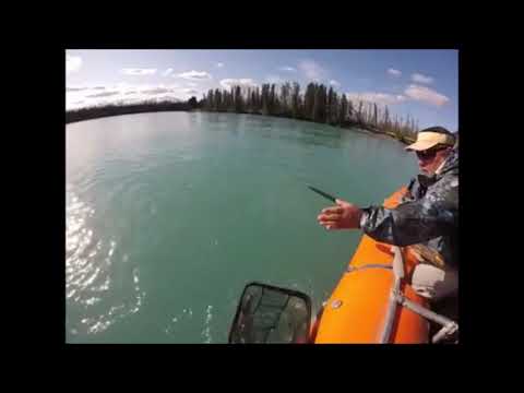 Kenai River Rainbow