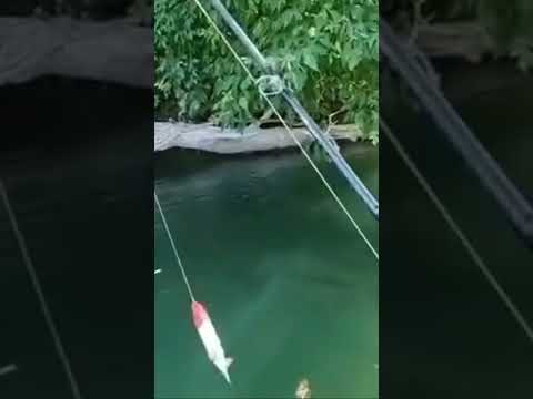 MASSIVE CATFISH EATS BIG TOPWATER BAIT!