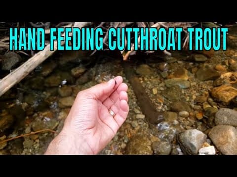 Hand Feeding Cutthroat Trout in High Mountain Stream