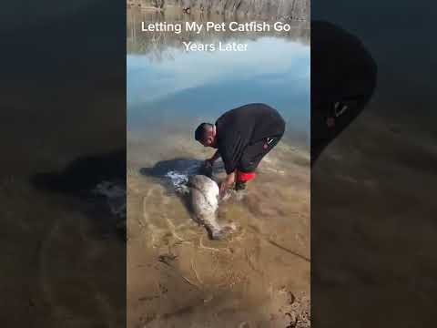 Just Letting My Pet Catfish Go 😂#pet #catfish #fishing #littlefish #bigfish