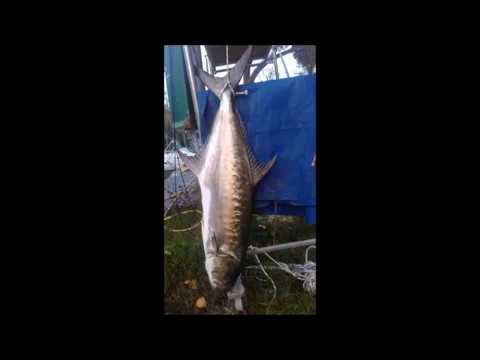 anno 2017 pesca spinning serra traina leccia amia pescara