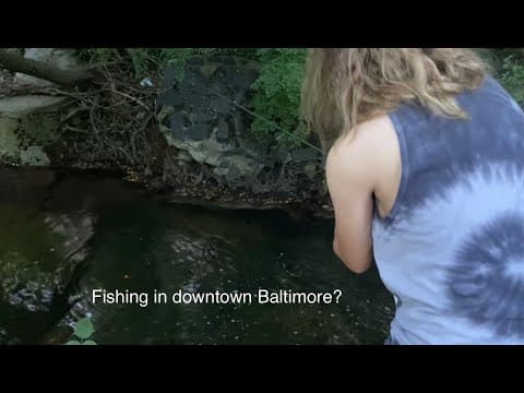 What kind of fish are in Stoney Run, Baltimore MD? Urban Fishing Exploration