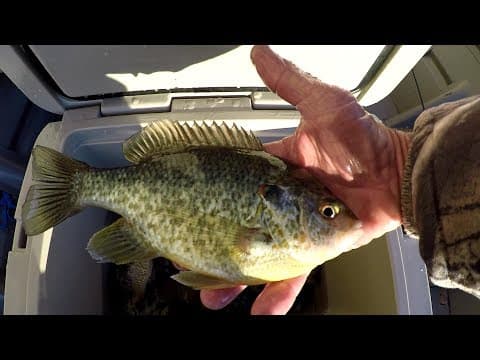 Winter Bluegill and Shellcracker Fishing