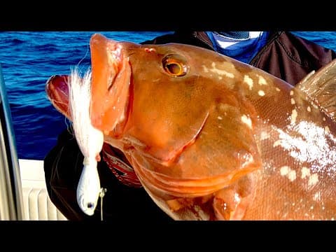 SPRO JIG MAGIC!!!! Demonstration on how to use a Spro bucktail for grouper and snapper!!!!