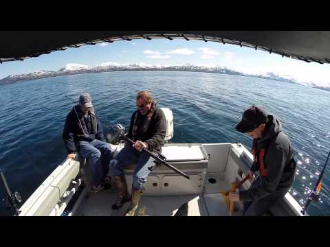 100lb Halibut - Prince William Sound