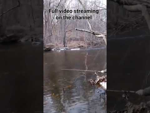 Spot fishing for Golden Trout on the Gun Powder River #troutfishing #marylandtroutfishing
