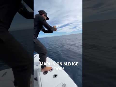 Catching a marlin on a ice rod with 6lb line! 🎣💪📸 @stellajunesportfishing   follow @dailysportfish