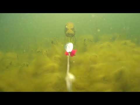 Underwater footage of a Pike chasing spinner bait!