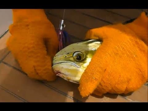 Fishing Adventures #81 - Dorado (Mahi) trolling in a Hong Kong Tournament