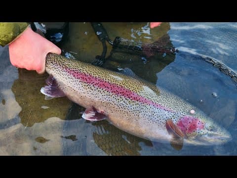 Big Rainbow Trout on The Kenai River