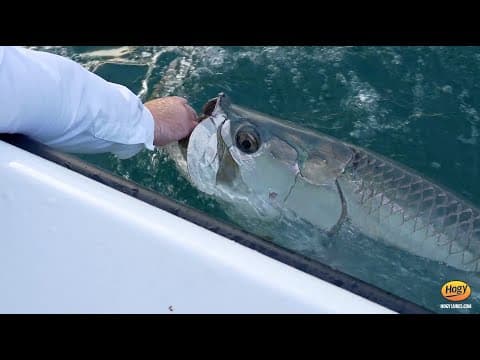 Best Lures For Beach Tarpon Fishing