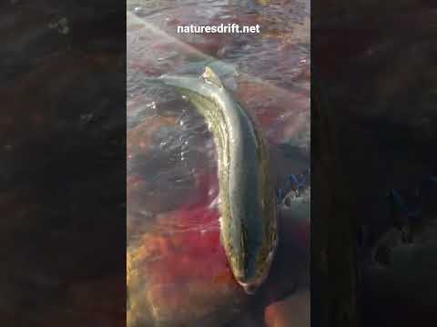Hatchery Winter Run Steelhead | Washington | Columbia River Tributary |