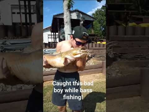 28 1/2 pounder! I caught this on 20lb braided line!! #fishing #outdoors #flatheadcatfish