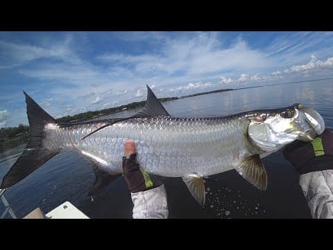 Little Tarpon, St Johns River Fleming Island Florida