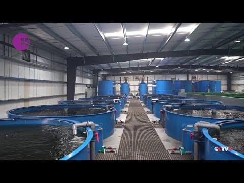 Smart innovation takes sweat out of farming grouper fish in China