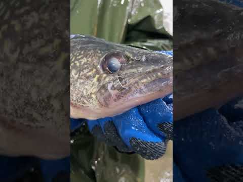 Iowa’s Rathbun Walleye Hatchery #fishing #walleye