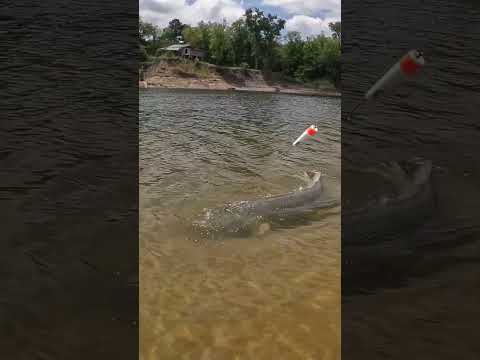 Does BIG Bait EQUAL Big FISH⁉️(Find Out)(Personal BEST❓)