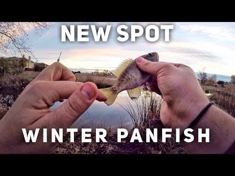 Fishing for Winter Panfish - Sacramento, CA Fishing