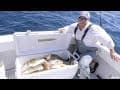 Cod Fishing off Cape Cod with Hogy Uber Diamond Jigs