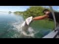 Tarpon Fishing - Belize Style