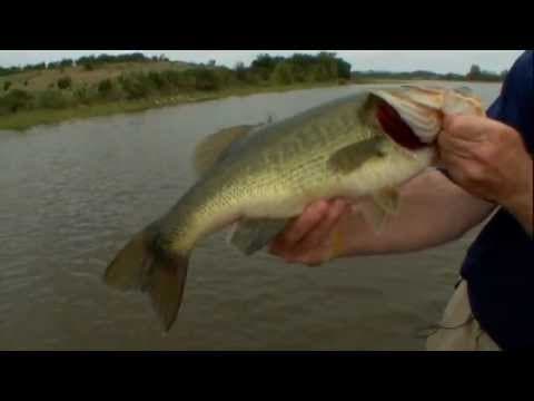 Menendez and VanDam Fish Thumper Worm - Strike King Fish Hard