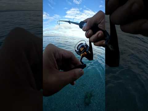 Crescent Grunter 🎣 #fishing #ajing #shorecasting #shorecastingphilippines #shorts