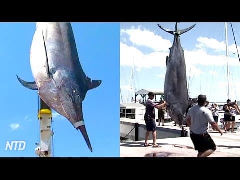 Massive 1433-Pound (650kg) Black Marlin Caught off Australia Coast