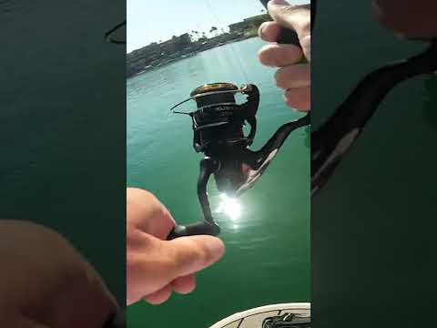 CATCHING BIG Carp IN ULTRA CLEAR WATER! #Shorts