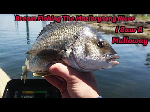 Bream Fishing The Maribyrnong River - I Saw A Mulloway