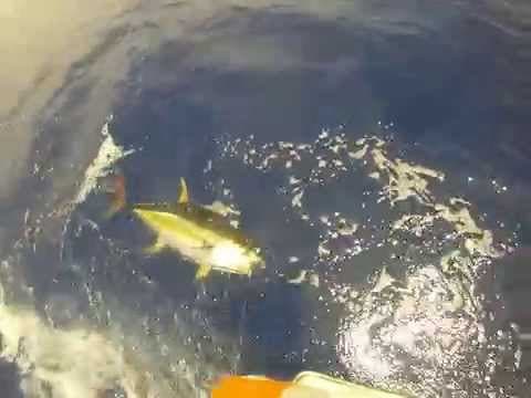 Thrill Seeker fighting a 165 pound Yellow Fin Tuna in Kona Hawaii