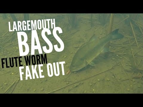 Largemouth Bass Flute Worm Fake Out #shorts