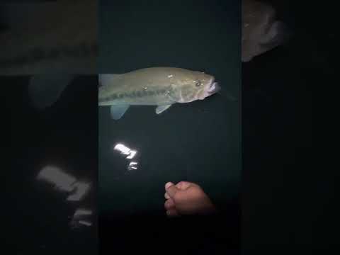 TIPS FOR NIGHT TIME BASS FISHING (READ DESCRIPTION !)