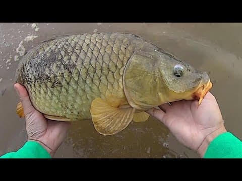 Keep It Simple Carp Fishing | Easy Method For Catching Carp