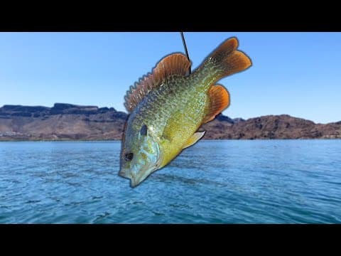 What It&#39;s Like Fishing A WORLD RECORD Lake... (INSANE)