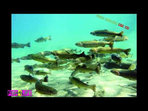 California planted trout fishing - best places to fish for