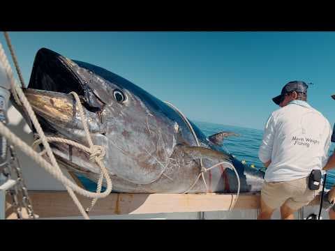 MASSIVE 10ft Tuna... We Broke a Record! (Commercial Bluefin Tuna Fishing)