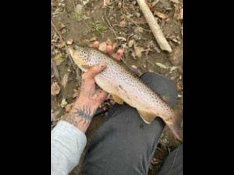 Scranton PA Urban River Late Fall Brown Trout