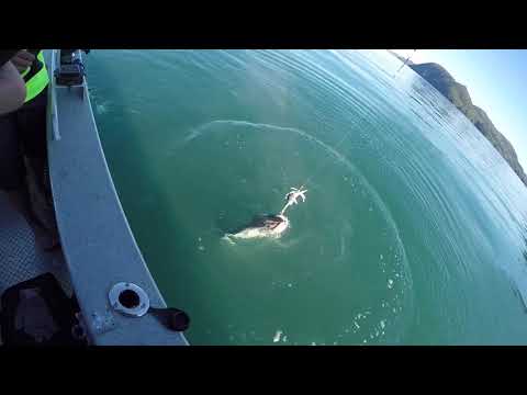 2018 Halibut Fishing Port of Wells - Prince William Sound - Alaska