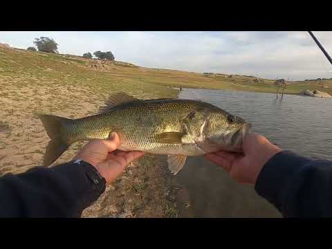 Bass fishing Millerton Lake