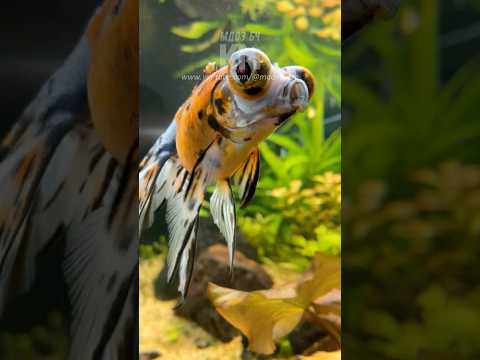 EASY DIY Fish Feeding Ring Hack for Your Aquarium