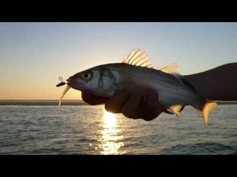 Seabass Hunting In Arcachon