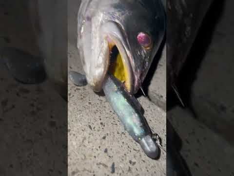 Mulloway jewfish on lures in Sydney harbour