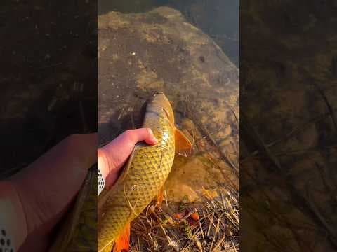 How to catch carp **easy**