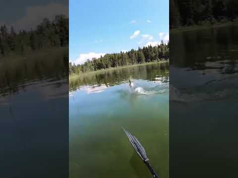 DO THIS! How to catch Northern Pike on any weed bed!! Money back Guarantee