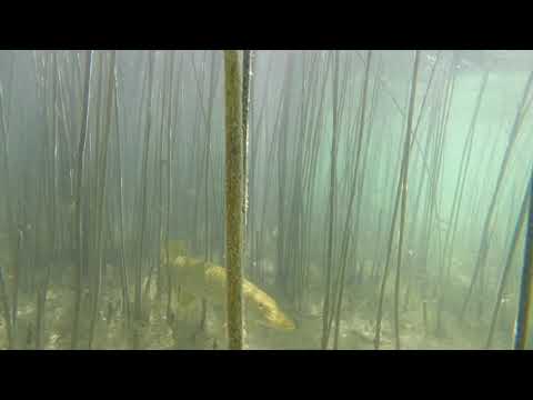 Pike hiding in the reeds in the Bodensee